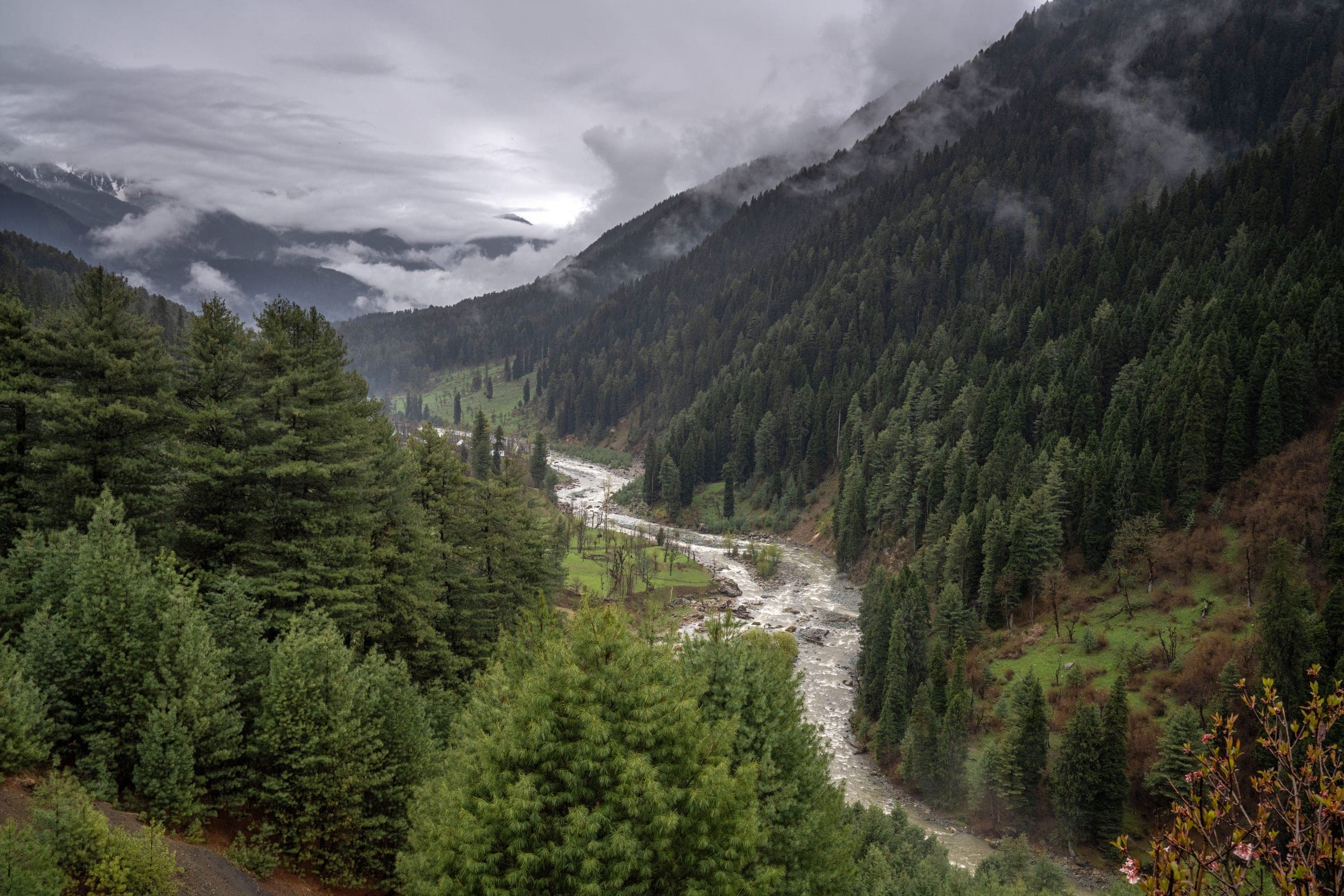 Misty pine-forested river valley in Pahalgam, Kashmir